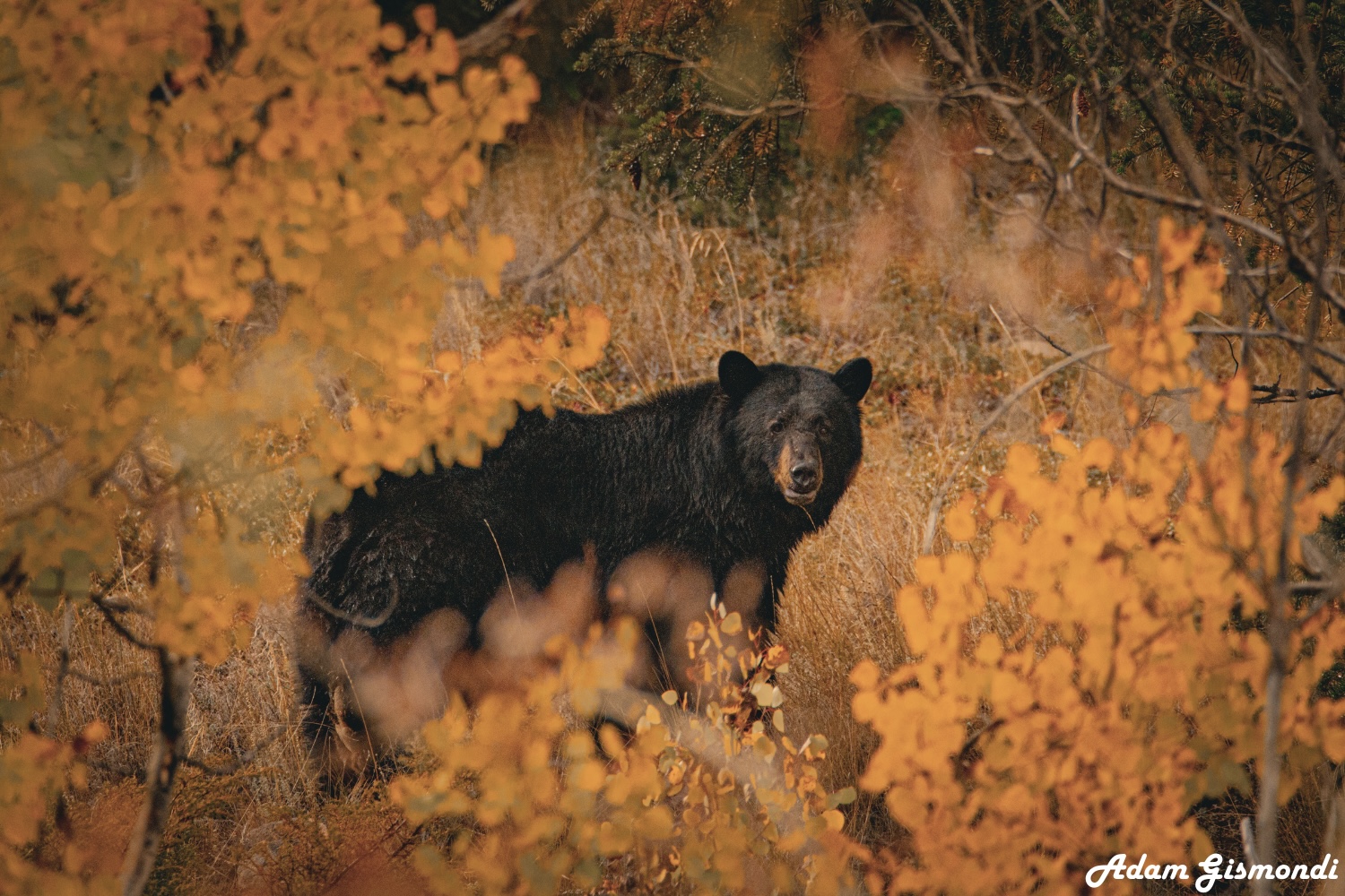 Wildlife 4