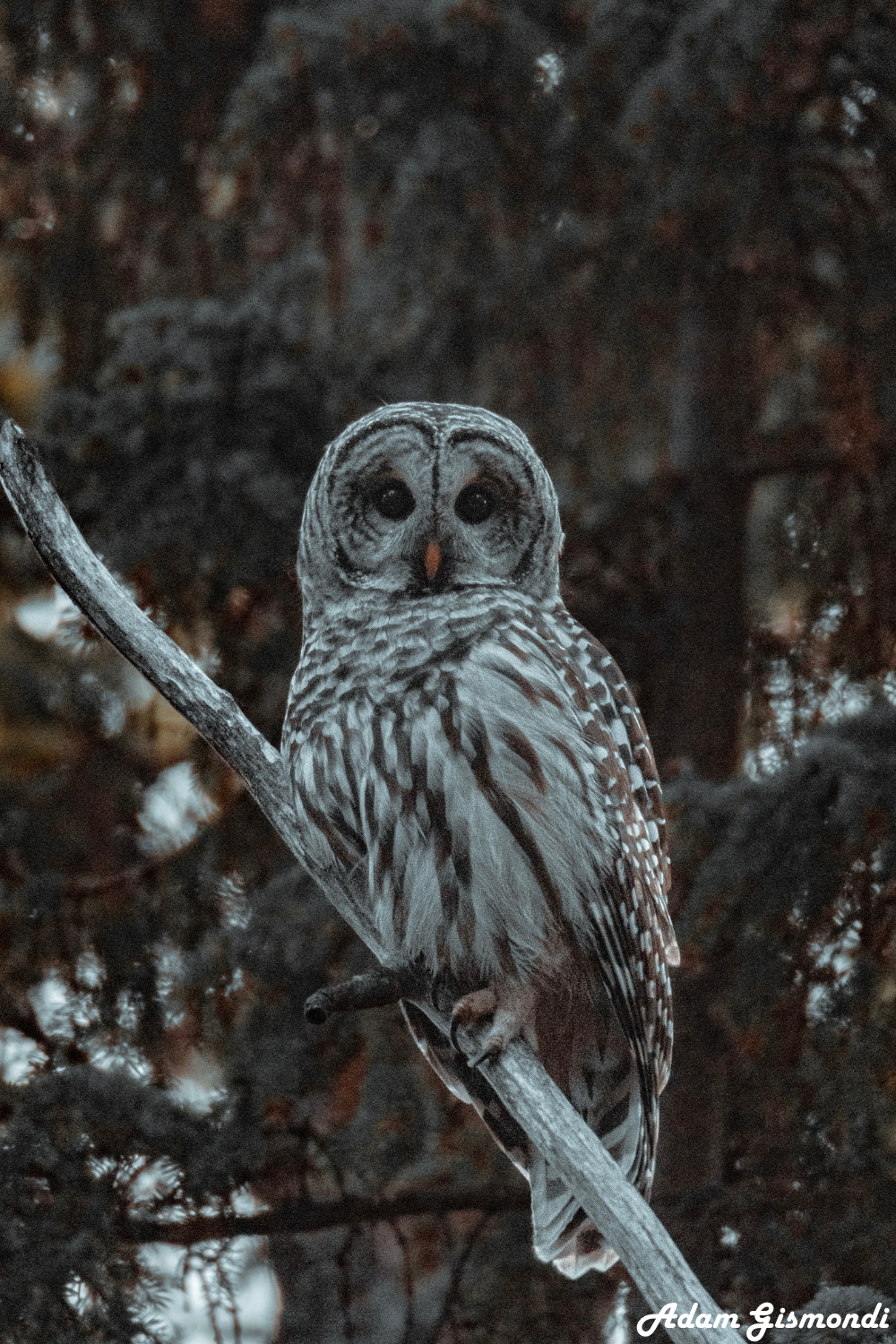 Wildlife 5